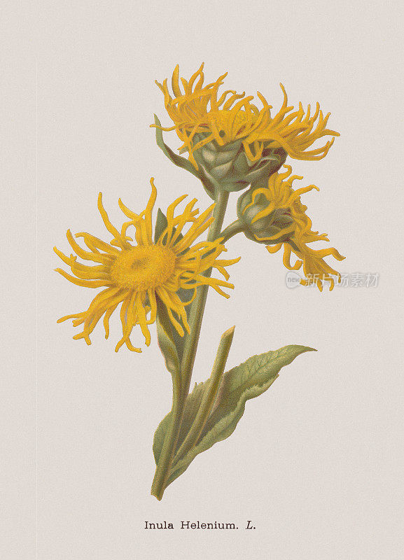 e - pane (Inula helenium)，彩色印刷，1886年出版